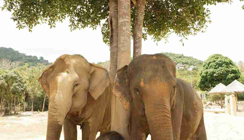 6 best family things to do in koh phangan